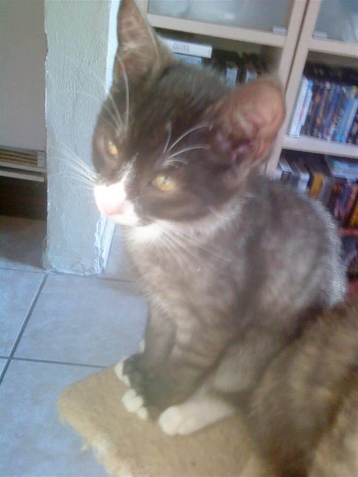 Blanding af racer Bandit'en billede 13