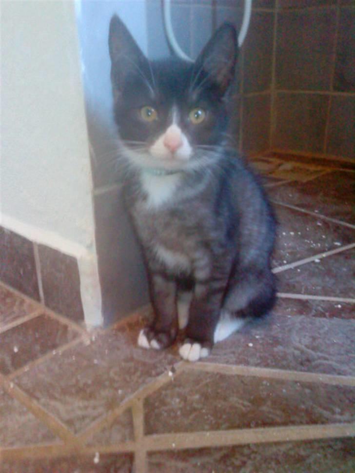 Blanding af racer Bandit'en billede 14