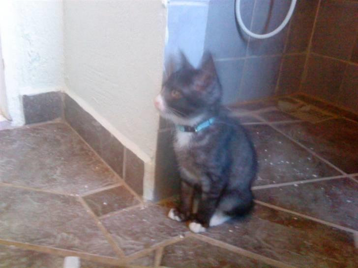 Blanding af racer Bandit'en billede 15