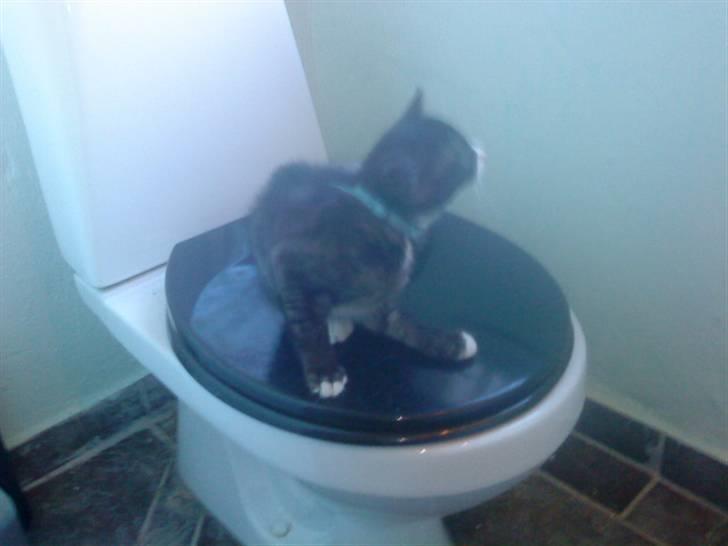 Blanding af racer Bandit'en billede 16