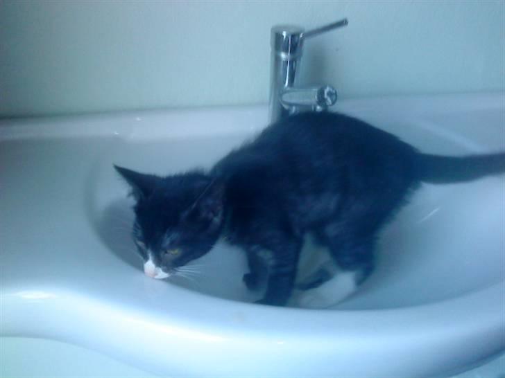 Blanding af racer Bandit'en billede 17