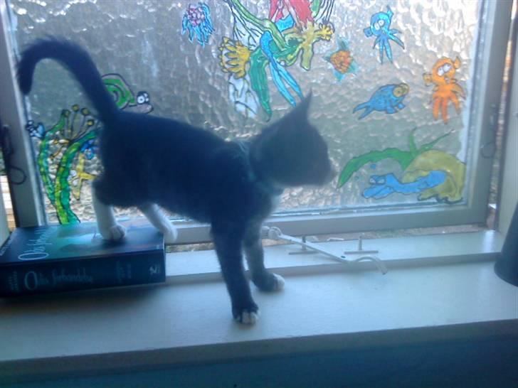 Blanding af racer Bandit'en billede 18