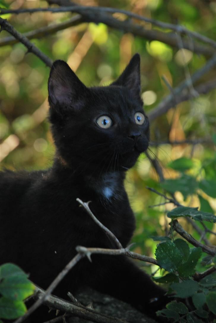 Huskat Albert billede 8