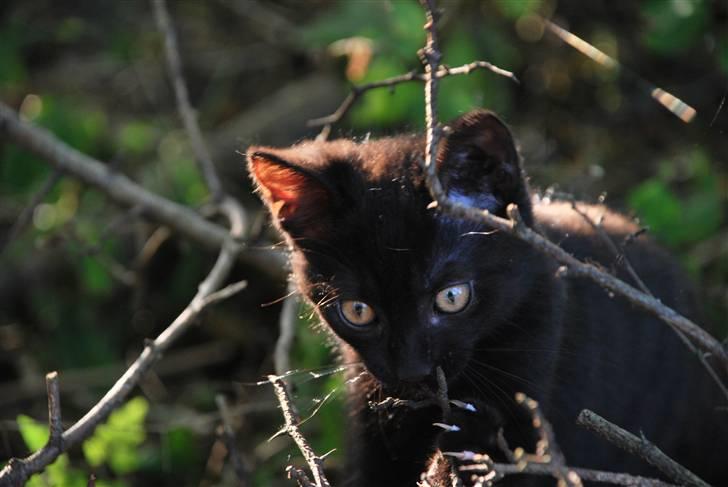 Huskat Albert billede 9