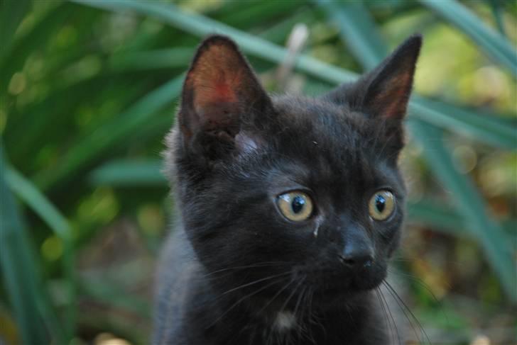 Huskat Albert billede 10