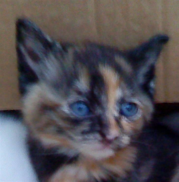 Huskat Nala - Her ses Nala ca 2 måneder gammel billede 1