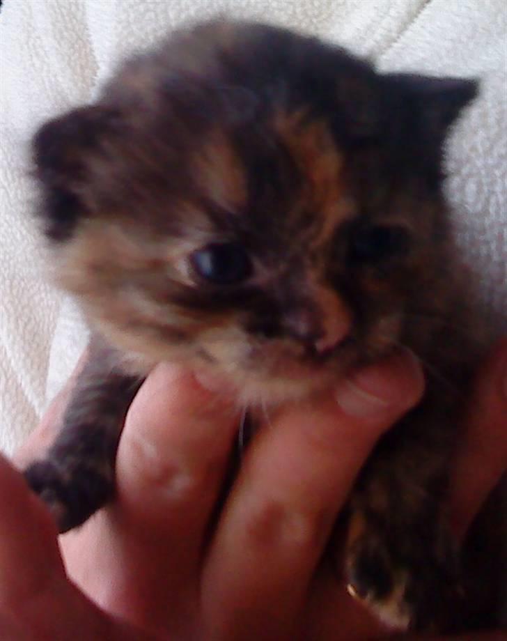 Huskat Nala - Her ses Nala ca 1 måned gammel billede 2