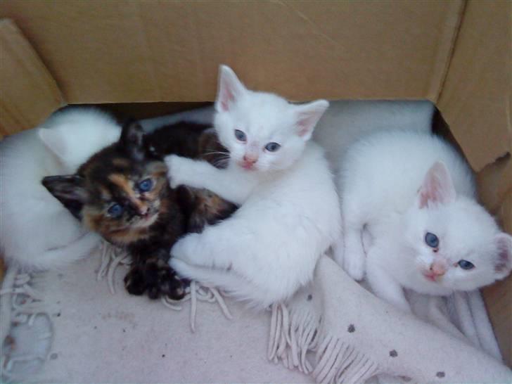 Huskat Nala - Her ses Nala ca 2 måneder gammel sammen med sine søskende billede 3