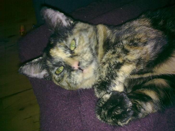 Huskat Nala - Her ses Nala ca 5 en halv måned gammel billede 4