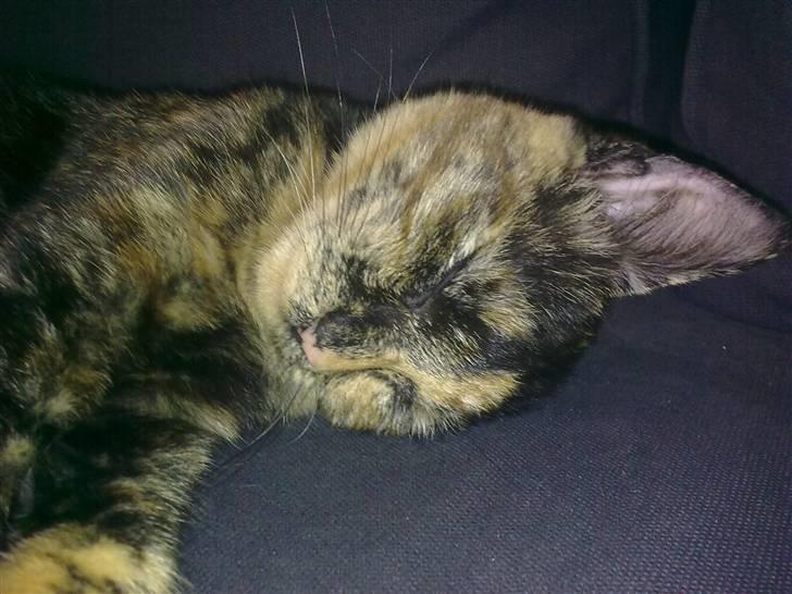 Huskat Nala - Her ses Nala ca 5 en halv måned gammel billede 5