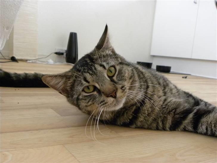 Blanding af racer Milo * !  billede 14