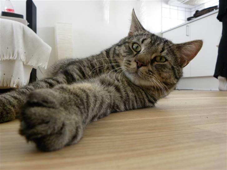 Blanding af racer Milo * !  billede 15