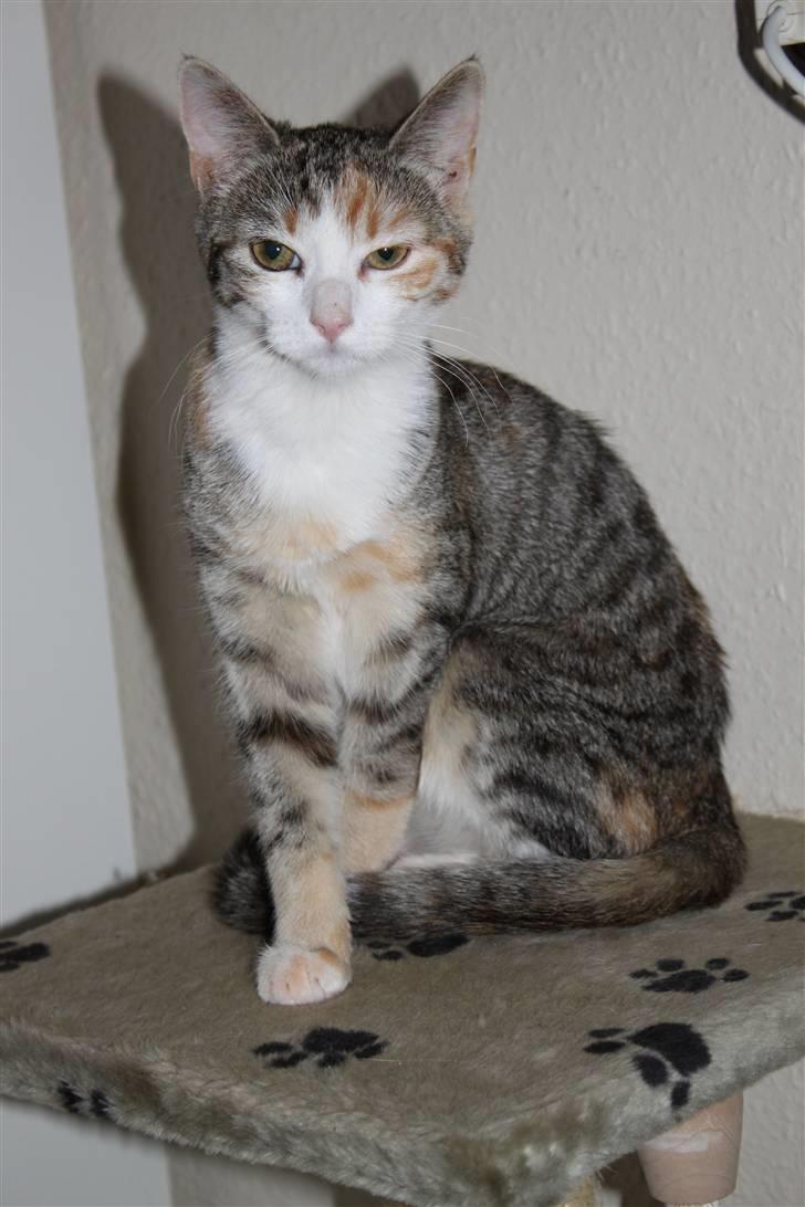 Huskat Cecil billede 5