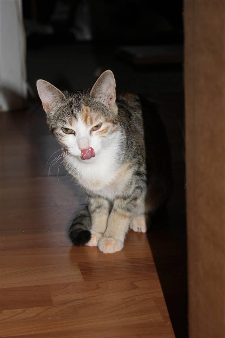 Huskat Cecil billede 6