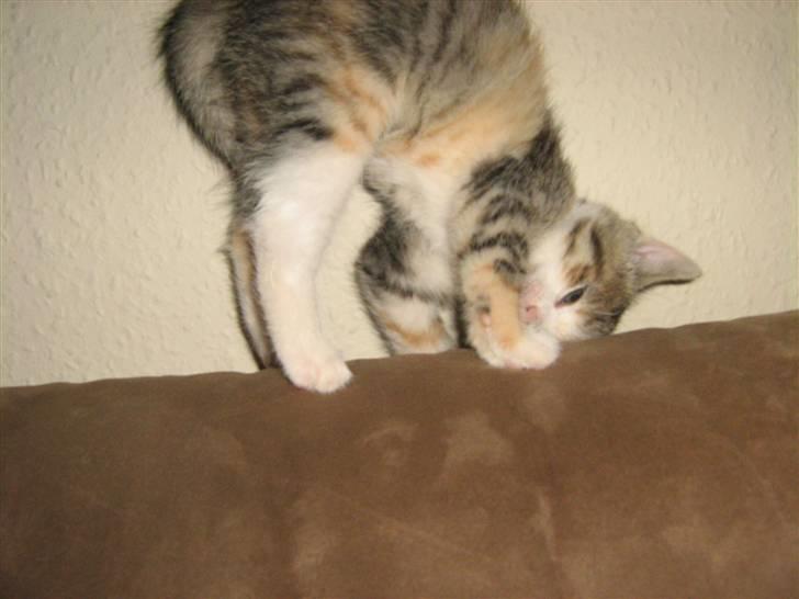 Huskat Cecil billede 7