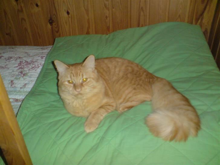 Maine Coon Troy Bayliss - Bayliss i sommerhus billede 1