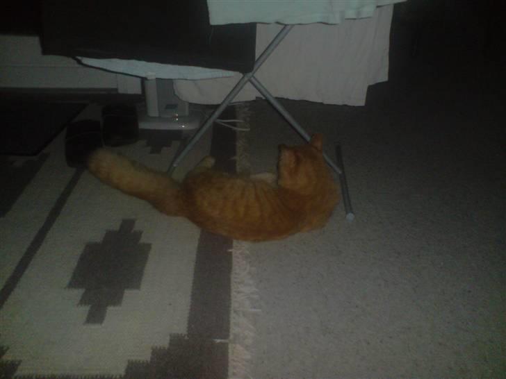 Maine Coon Troy Bayliss - Bayliss billede 2