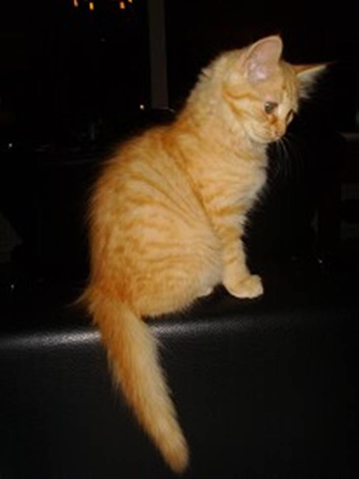 Maine Coon Troy Bayliss - Lille Bayliss 3 mdr. billede 3