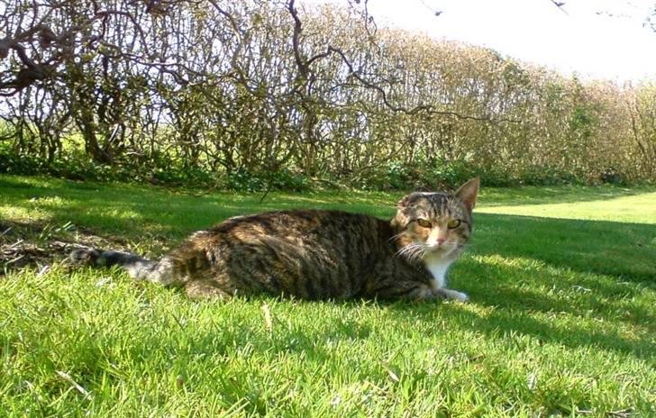 Blanding af racer Grumse billede 2