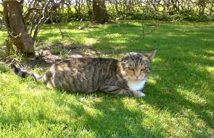 Blanding af racer Grumse billede 3