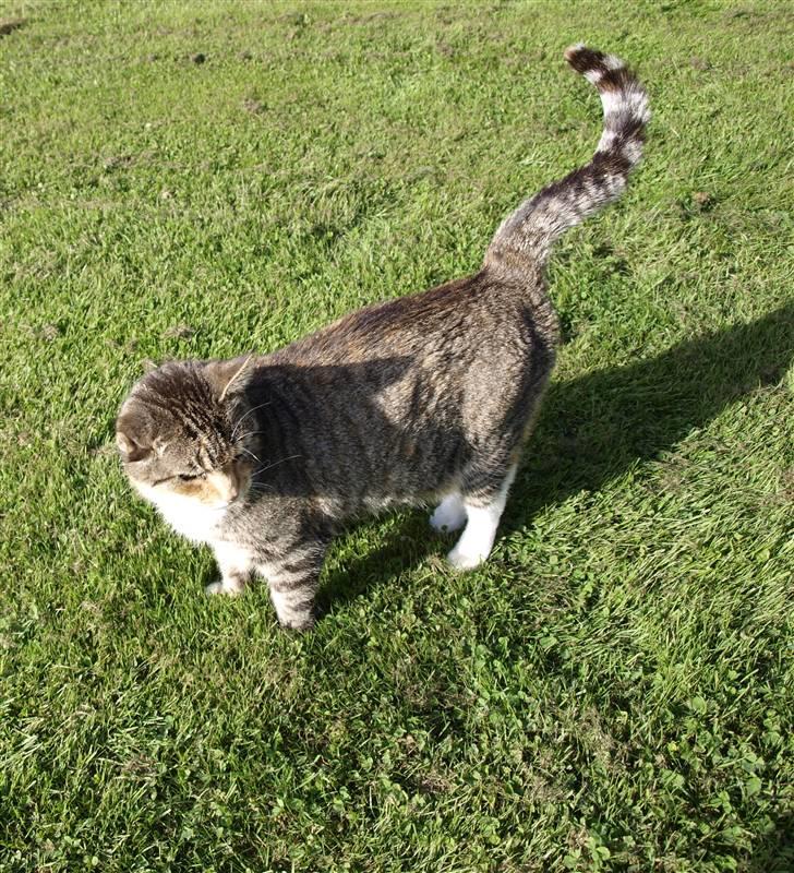 Blanding af racer Grumse billede 4