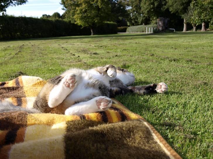 Blanding af racer Grumse billede 5