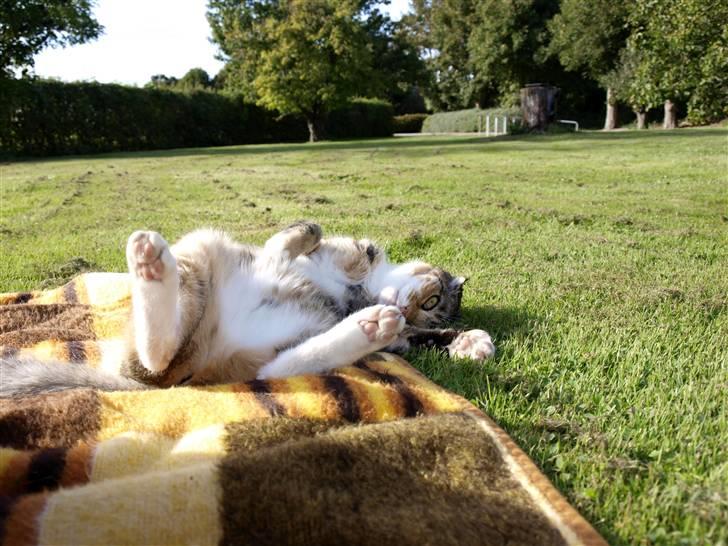 Blanding af racer Grumse billede 6