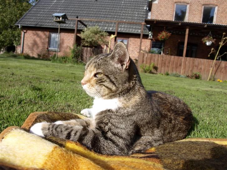 Blanding af racer Grumse billede 7