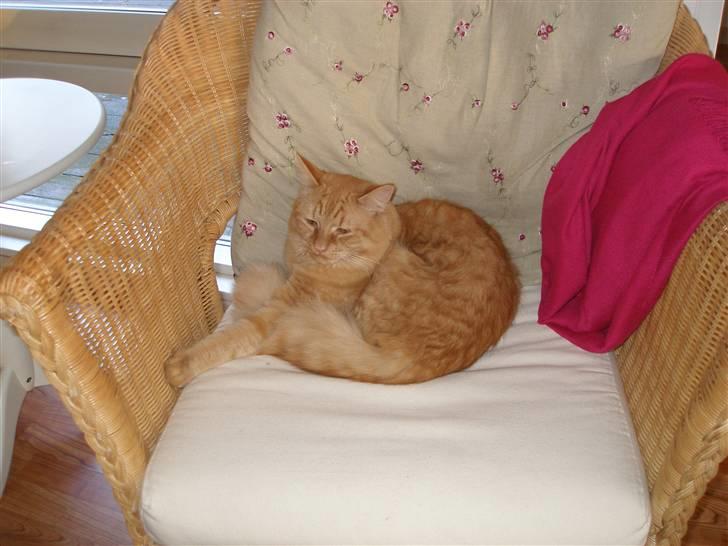 Maine Coon Troy Bayliss - Bayliss i sommerhus billede 4