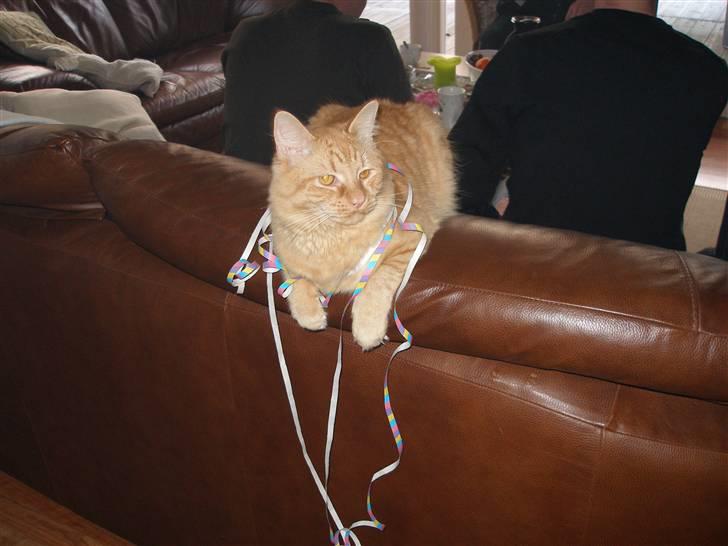 Maine Coon Troy Bayliss - Bayliss bliver pyntet til nytår billede 5