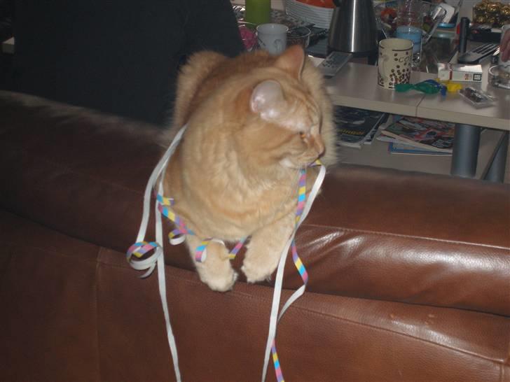 Maine Coon Troy Bayliss - Bayliss bliver pyntet til nytår billede 6