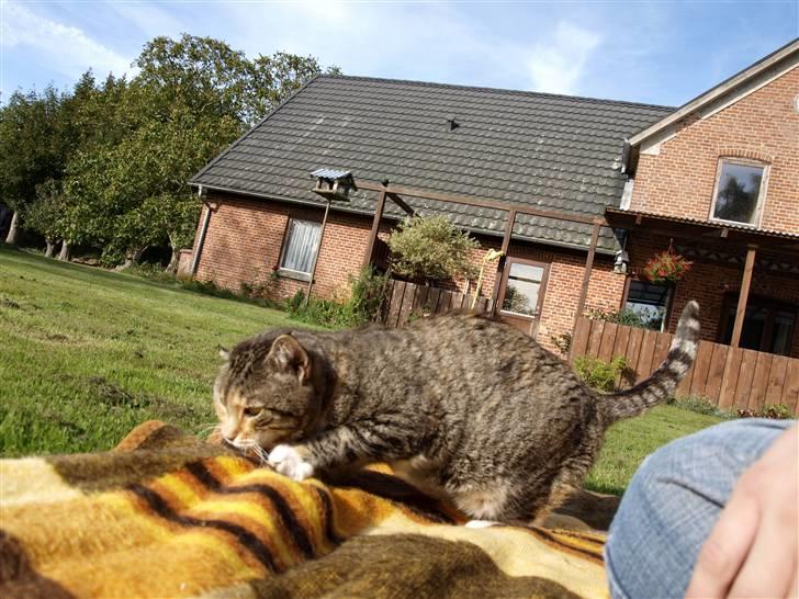Blanding af racer Grumse - Hun elsker at "ælte" det hele.   billede 8
