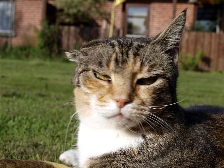 Blanding af racer Grumse - Close up.. billede 9