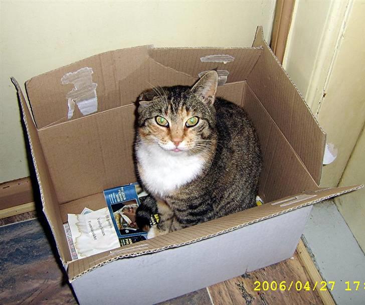 Blanding af racer Grumse - Jeg kunne simpelthen ikke modstå hende da hun sad i denne kasse (: billede 10