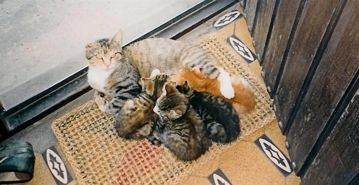 Blanding af racer Grumse - Med et af de mange kuld killinger hun har fået gennem tiderne.. billede 11