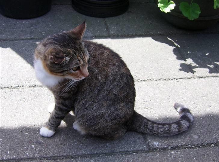 Blanding af racer Grumse billede 12