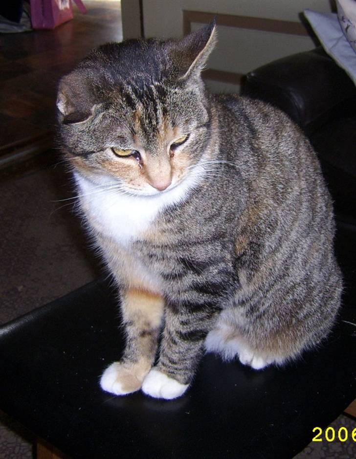 Blanding af racer Grumse billede 13