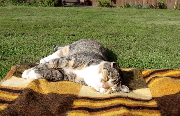 Blanding af racer Grumse billede 14