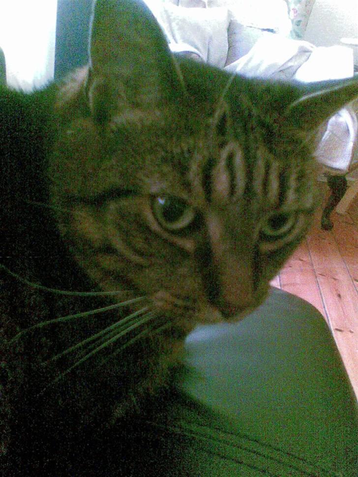 Huskat Dixie - Dixie billede 1