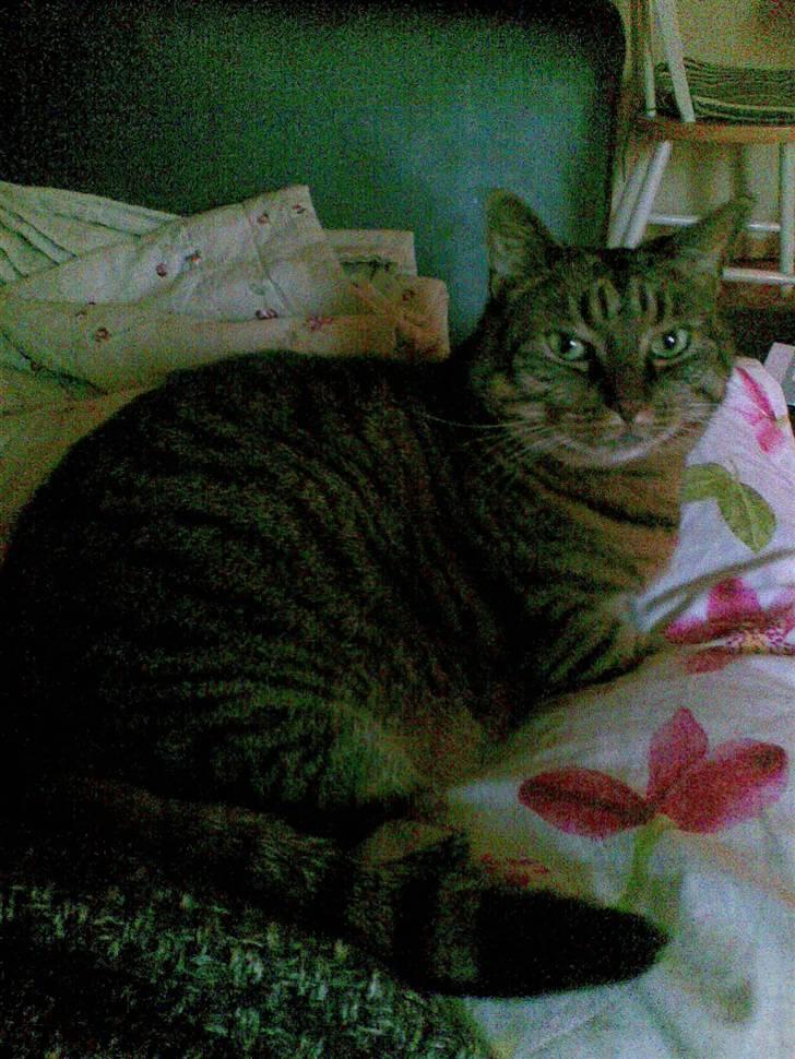 Huskat Dixie - Dixie billede 2