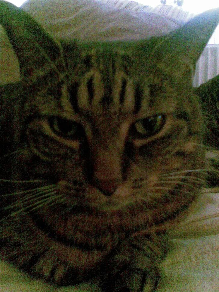 Huskat Dixie - Dixie billede 3