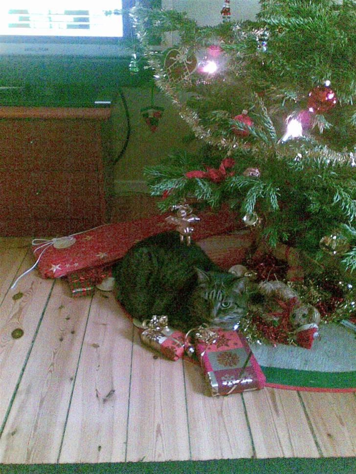 Huskat Dixie - Dixie tager en slapper under juletræet billede 4