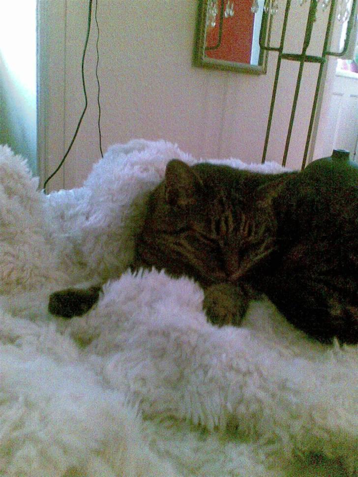 Huskat Dixie - Meget træt Dixie billede 5