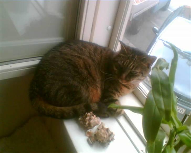 Huskat Dixie - Jeg kan godt lige ligge her billede 6