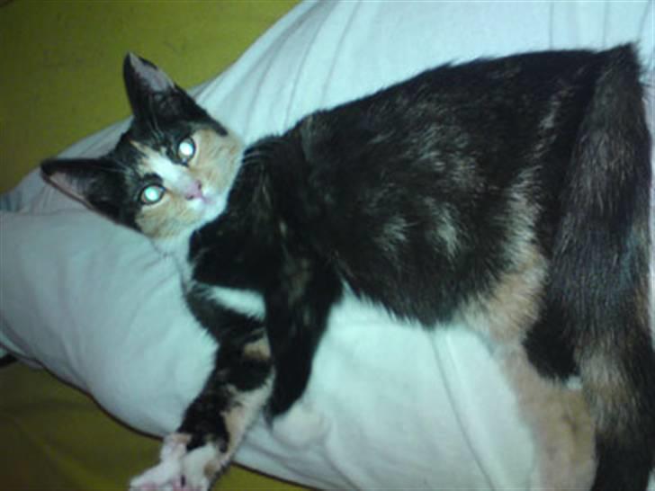 Huskat Diva *flyttet* - Taget samme dag som hun ankom :) billede 5