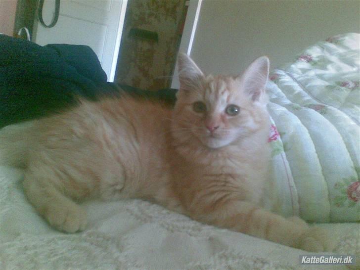 Maine Coon Troy Bayliss - Bayliss 4mdr. billede 7