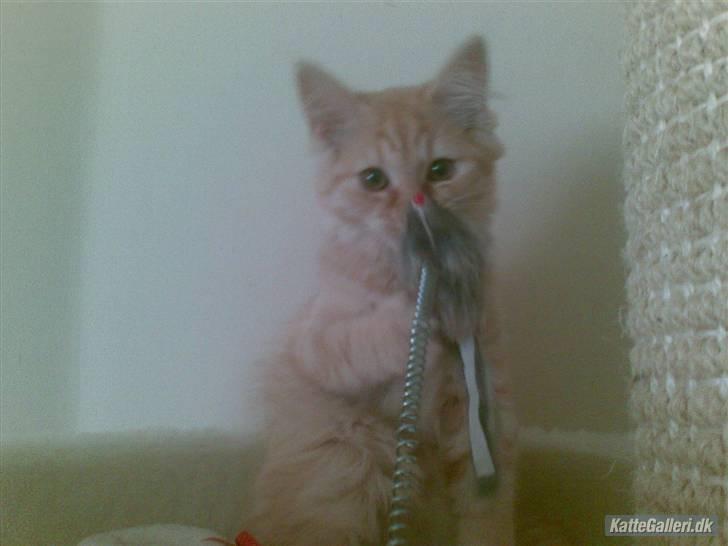 Maine Coon Troy Bayliss - Bayliss 4mdr. billede 8