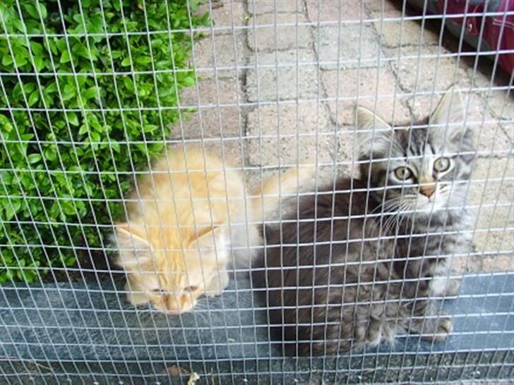 Maine Coon Troy Bayliss - Bayliss 2 mdr. billede 9