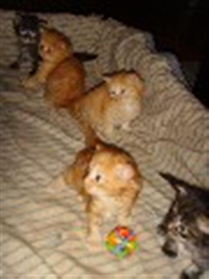 Maine Coon Troy Bayliss - Bayliss i midten billede 10