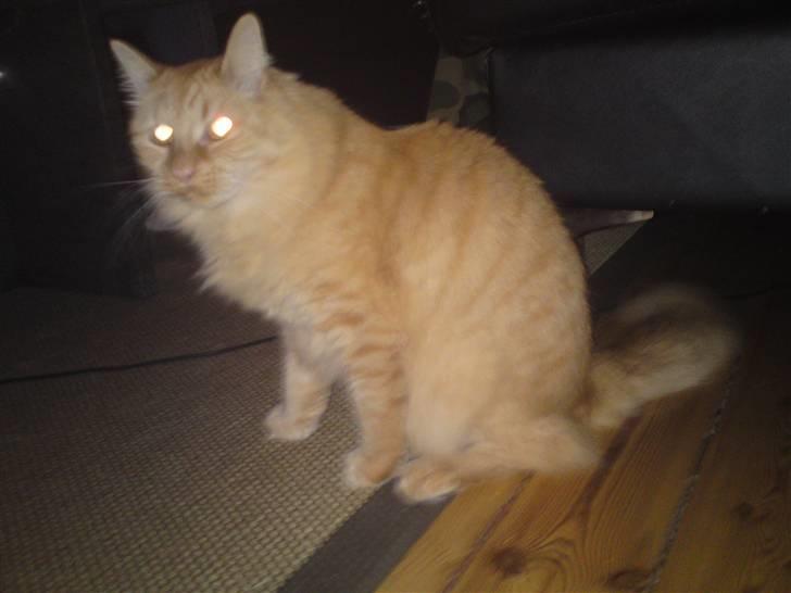 Maine Coon Troy Bayliss - Bayliss 1½ år billede 11